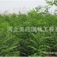 供應(yīng)優(yōu)質(zhì)國槐