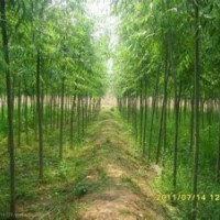 河北保定大喬木基地火炬樹(shù),香花槐,垂柳