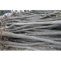 供應(yīng)國(guó)槐8公分，3000棵