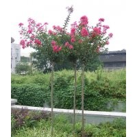 3公分紫薇價格