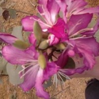 低價(jià)20萬(wàn)2-8分宮粉紫荊花紅花羊蹄甲黃槐秋楓藍(lán)花楹黃花楓鈴