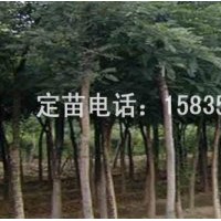 國槐，刺槐，速生槐，速生楊，紅葉楊，白毛楊