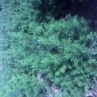 白皮松低價(jià)出售