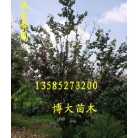 供應優(yōu)質叢生紫薇、叢生木槿、叢生紫荊、紫丁香