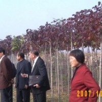 出售白蠟，國(guó)槐，柳樹，速生白蠟國(guó)槐，榆樹