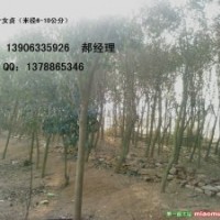 女貞，紫薇，大龍柏，大蜀儈