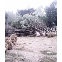 山東東軒國槐基地培育國槐小苗、國槐新品種價格