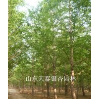 專供銀杏樹