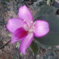 10萬(wàn)2-5分洋紫荊紅花羊蹄甲黃槐