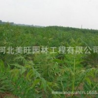 供應(yīng)千頭椿