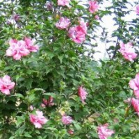 低價(jià)供應(yīng)木槿，紫薇，紫葉李，大葉女貞，櫻花