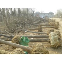 供應(yīng)國(guó)槐，法桐，合歡，白蠟，北欒，垂柳