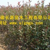 常年供應(yīng)紅葉石楠