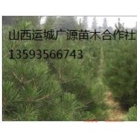 白皮松出售、80-1米白皮松價(jià)格優(yōu)惠供應(yīng)