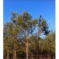 供應(yīng)5-7米油松，桓仁和興苗木種植基地
