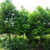 天竺桂苗圃價格 小葉楨楠 楨楠苗木