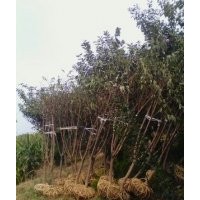 出售櫻花，碧桃，海棠
