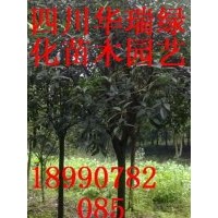 紅葉李、八月桂、天竺桂大量出售