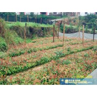 江西刨花楠 刨花楠小苗 香粉樹(shù)杯苗