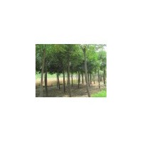供應(yīng)北欒苗 5-10公分北欒樹(shù) 北欒種子價(jià)