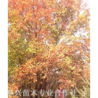 大量供應(yīng)擰筋槭，叢生擰筋槭