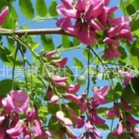 供應(yīng)香花槐