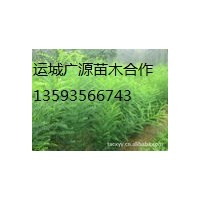 山西國槐小苗、大量國槐小苗供應(yīng)、價(jià)格優(yōu)惠