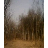 供應國槐，法桐，合歡，垂柳，白蠟