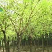大量供應(yīng)黃金槐，合歡，欒樹，國槐，銀杏，櫸樹，意楊