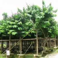 福建大葉紫薇的價(jià)格，大葉紫薇供應(yīng)商