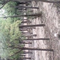 6公分國槐價格