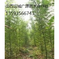 國(guó)槐小苗出售、大量國(guó)槐小苗、國(guó)槐小苗價(jià)格