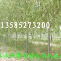 大量供應(yīng)1--15公分垂柳、金絲柳、直柳、饅頭柳