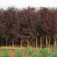 供應(yīng)：紫薇樹(shù)，櫻花樹(shù)，紅葉李，紅楓，欒樹(shù)，樂(lè)昌含笑，竹柏