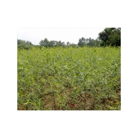 速生楊|速生楊價格|速生楊種植基地|冠縣農(nóng)稷苗木
