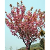 楊梅價(jià)格，雪松價(jià)格，櫻花價(jià)格，竹柏價(jià)格