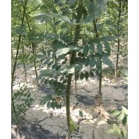 速生國(guó)槐1米到3米