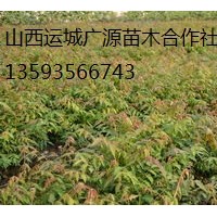 香椿苗出售、1米以上香椿苗價(jià)格優(yōu)惠