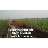 貴州竹柳