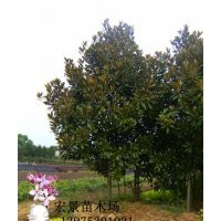 供應(yīng)廣玉蘭，湖南廣玉蘭，特價(jià)批發(fā)
