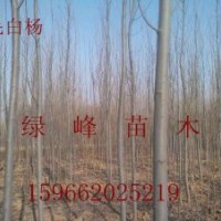 出售苗木：1-20CM毛白楊、春樹、速生法桐、國槐、白臘、垂
