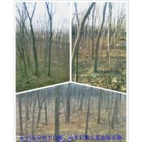 供應(yīng)絨毛白蠟，百日紅，百日紅小苗，木瓜
