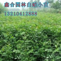 供應(yīng)濱州1公分白蠟小苗、濱州白蠟小苗種植基地