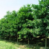桂花，廣玉蘭，香樟，羅漢松，杜英，黃山欒樹(shù)，樂(lè)昌含笑