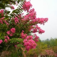 紅葉李價(jià)格，紫薇價(jià)格，紅楓價(jià)格，蘇鐵價(jià)格