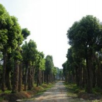 湖南移栽骨架香樟價(jià)格，湖南移植骨架香樟樹價(jià)格