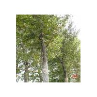 白玉蘭 烏桕