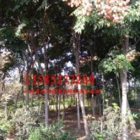 法桐、垂柳、合歡、欒樹、高桿女貞、紫薇、紫荊、紫葉李