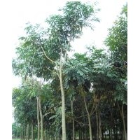 福建桃花心木供應(yīng)，桃花心木的價(jià)格