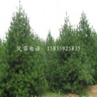 白皮松，油松，側(cè)柏，署儈，雪松，華山松，冬青